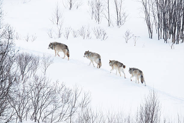 волк pack для бега в холодную пейзаж - winter dog non urban scene horizontal стоковые фото и изображения