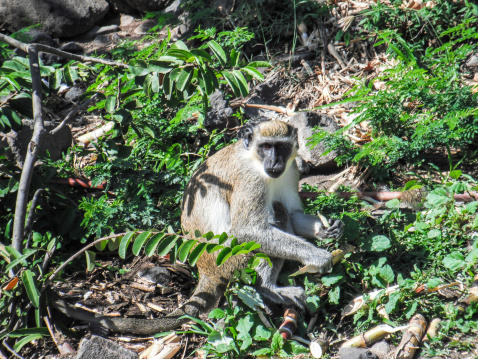 The green vervet monkeys orriginally arrived is St Kitts when the French occupied the island.  They brought them as pets. Eventually the French were deported and the monkeys were not allowed to enter the boats so they were abandoned on the island.