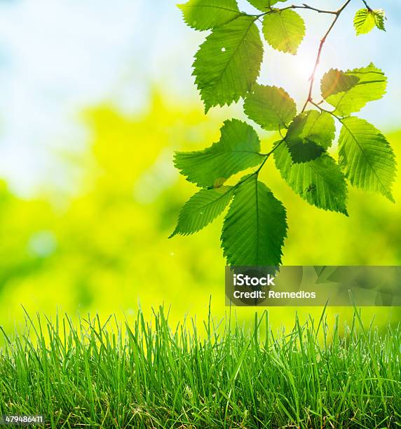 Green Grass And Bokeh Lights Stock Photo - Download Image Now - Abstract, Agricultural Field, Art