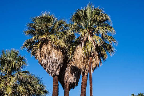I heart Palm Springs stock photo