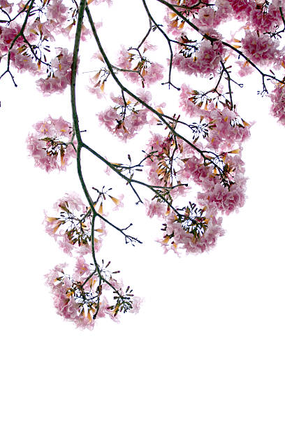 istock Pink flowers are blooming. 479486651