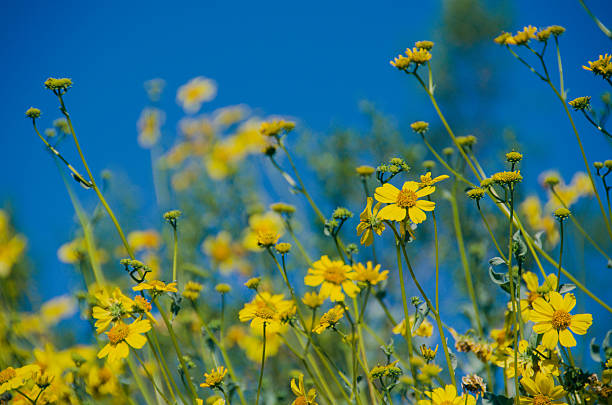 Yellow wildflowers (Desert brittlebush) stock photo