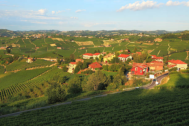 istock View on vineyards in northern Italy. 479486903