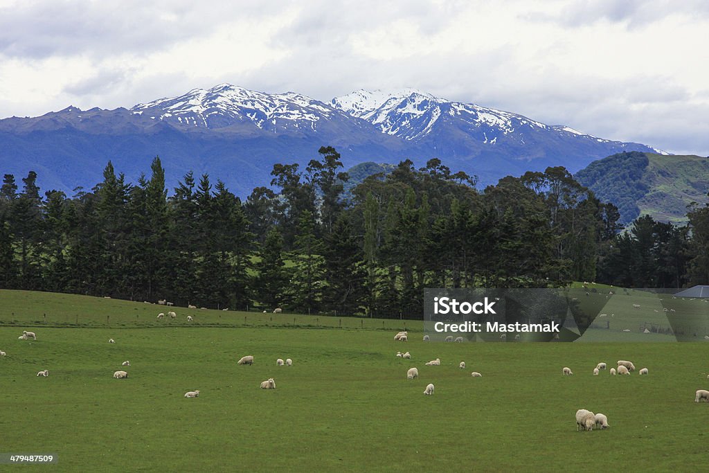 Sheep Farm, Southland, New Zealand Sheep Farm with distand snowcapped mountains, Southland, New Zealand Southland - New Zealand Stock Photo