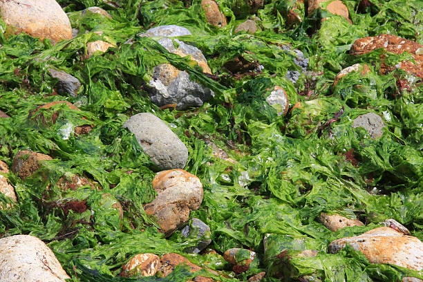 istock Sea Lettuce and Rocks at Low Tide 479487529
