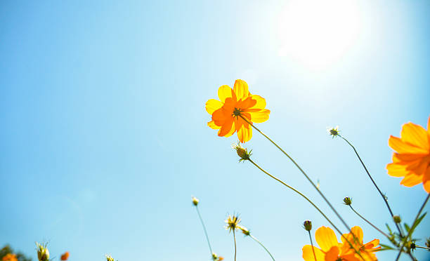 istock Yellow Cosmos flower with sunshine6 479488549