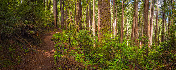 terre sentier à travers la forêt de séquoia parc national de redwood panorama - forest fern glade copse photos et images de collection