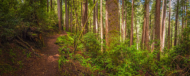 terra trilho através de sequoia panorama de floresta do parque nacional de redwood - forest fern glade copse imagens e fotografias de stock