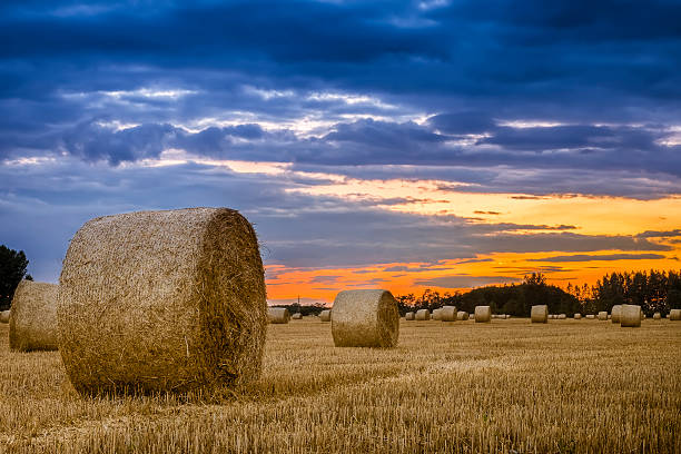 istock End of day over field with hay bale 479488855