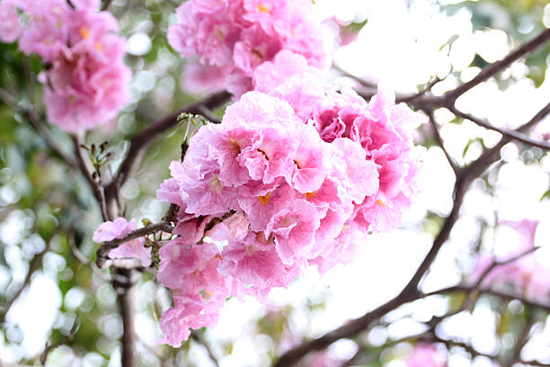 istock Pink flowers blooming on winter. 479488919