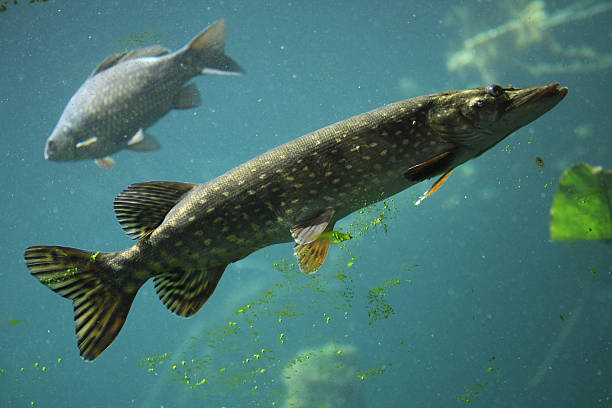 istock Northern pike (Esox lucius) and common carp (Cyprinus carpio). 479489274