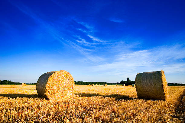 pôr do sol sobre o campo de hay bale - wheat sunset bale autumn imagens e fotografias de stock