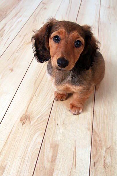 istock Dachshund puppy 479490051