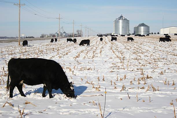 These Angus cattle graze in a cornfield covered with snow near West Point, Nebraska. 