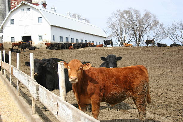 istock Cattle Gather Near an Iowa Barn 479490130