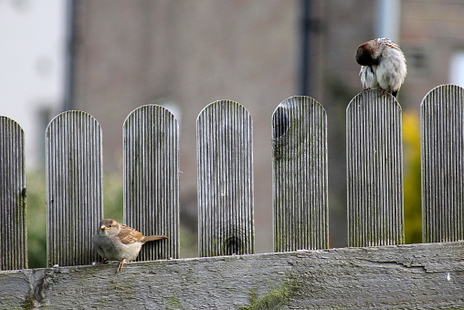 Two sparrows sitting on a fence in my front garden, west yorkshire, UK. Taken with a Canon EOS 1100D Digital SLR Camera.