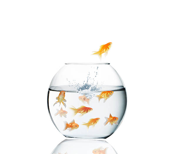 istock goldfish jumping out of  water 479490361