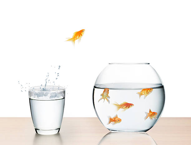 istock goldfish jumping out of  water 479490953