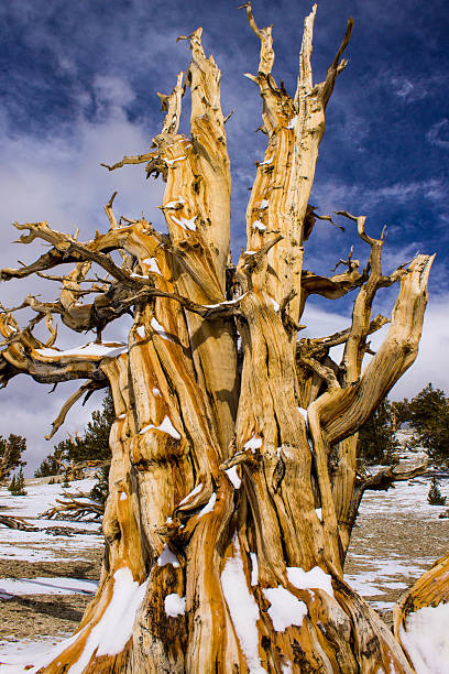 pinho bristlecone antigos - nevada pine tree bristlecone pine snow - fotografias e filmes do acervo