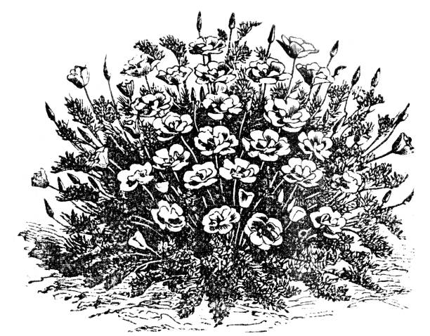 Engraved illustration of eschscholzia flowers 