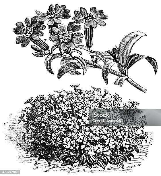 Silene Stock Illustration - Download Image Now - 19th Century, 2015, Antique