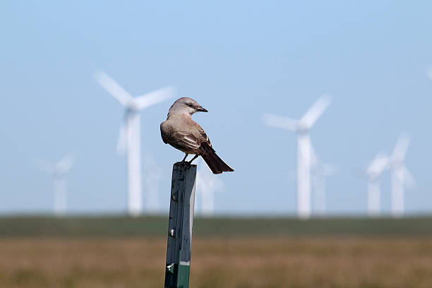 Western kingbird and wind turbine farm Pawnee National Grasslands Colorado stock photo