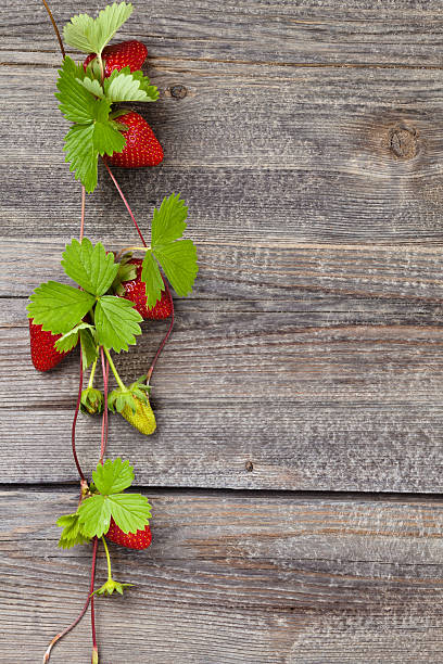 granicy z świeże truskawki. - strawberry vine zdjęcia i obrazy z banku zdjęć