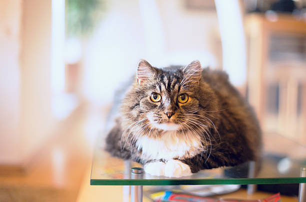 fluffy cat lie and look at camera over home background, horizontal