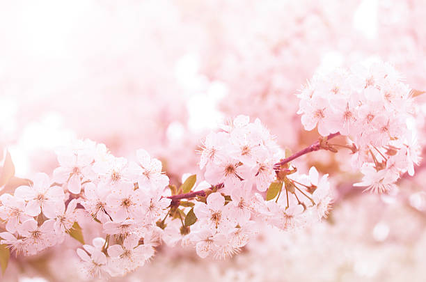 istock Spring blooming cherry flowers branch 479495447