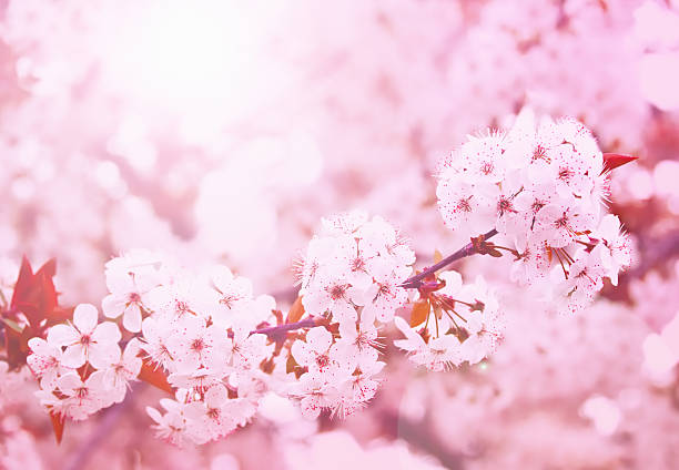 Spring blooming cherry flowers branch stock photo