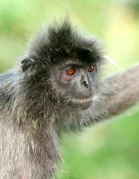 Free Stock Photo of A monkey with white hair | Download Free Images and ...