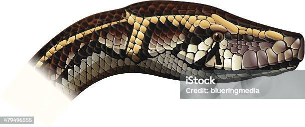 Indian Python Body Patterns Indian Python Stock Illustration - Download Image Now - Animal, Animal ...