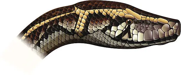 Vector illustration of Indian python