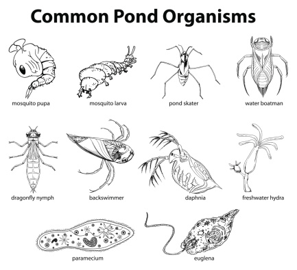 Illustration of common pond organisms