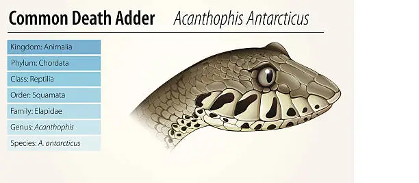 Vector illustration of Death Adder