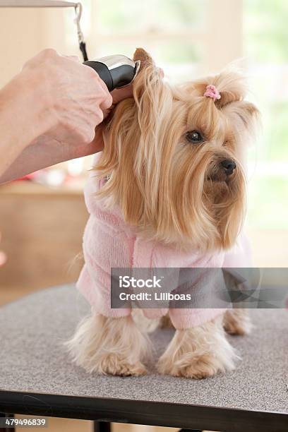 Yorkshire Terrier Day At The Groomerspa Stock Photo - Download Image Now - Yorkshire Terrier, Animal Body Part, Animal Ear