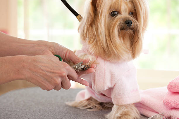 istock Yorkshire Terrier Day at the Groomer-Spa 479496841