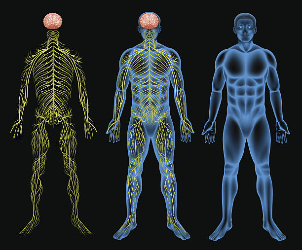 Male Nervous System Stock Illustration - Download Image Now - Peripheral Nervous  System, Human Nervous System, Men - iStock