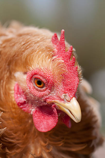 istock Head of chicken 479497676
