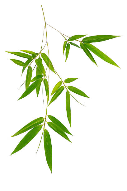 istock Green bamboo leaves isolated on white background 479497740