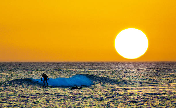 istock Sunset Surfer and Paddle Board on Pacific Waves, Kauai, Hawaii 479498636