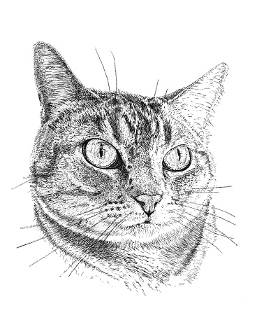 Black and white illustration of a mixed breed tiger striped cat head shot.