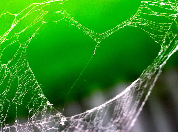 Heart Shaped Spider Web stock photo