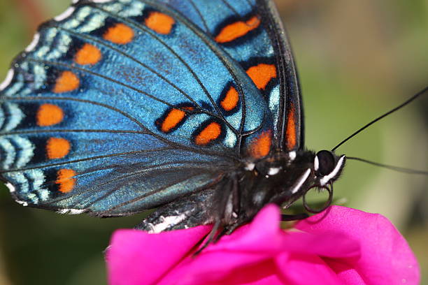 Monarch Butterfly stock photo