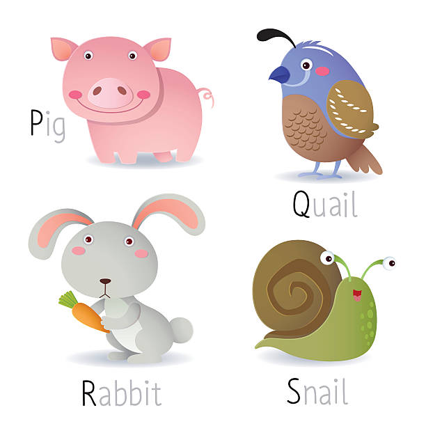 alfabet z zwierząt do s p - snail isolated white white background stock illustrations