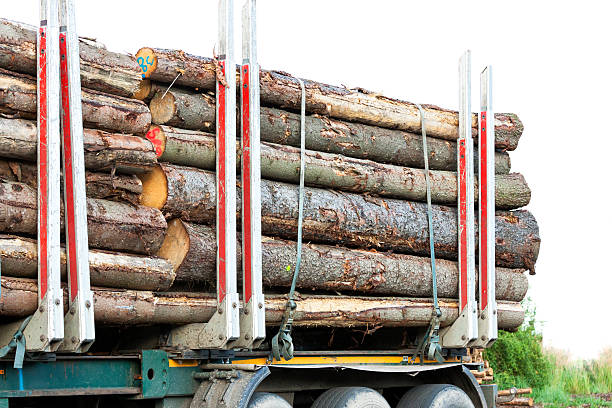 istock Heavy forest trailer with log pile, white background, copy space 479501536
