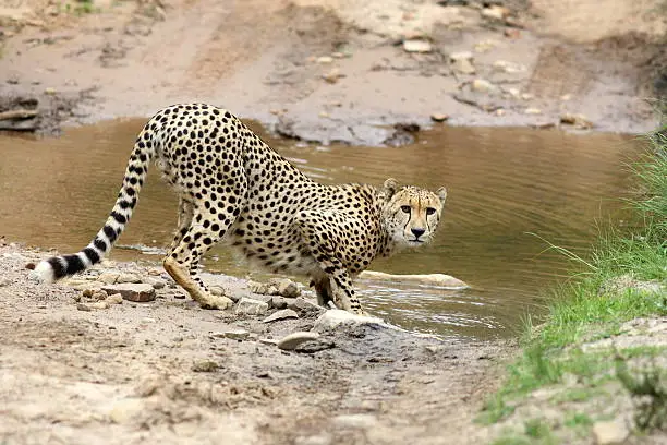 A cheetah stops and looks and stares at the camera while stopping for a quick drink of water while hunting. South Africa