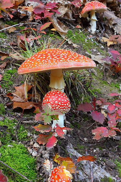 istock red  fly agaric in forest  Amanita muscaria 479502009