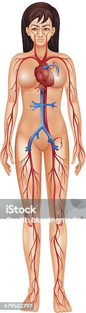 Circulatory System Stock Illustration - Download Image Now - Anatomy, Biology, Biomedical Illustration
