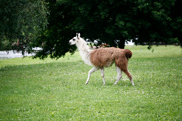 istock llamas graze on the river side rural scene 479504994